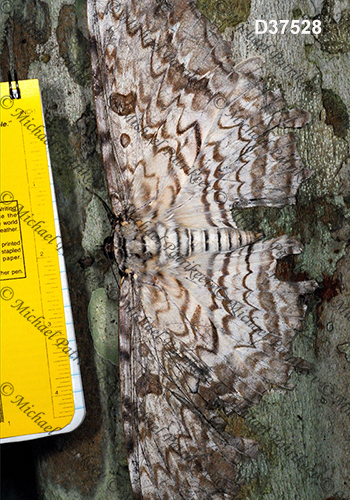 White Witch (Thysania agrippina)